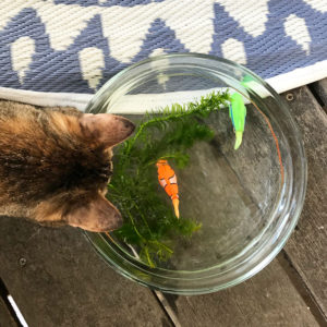 Drink aquarium voor katten: zo zorg je dat je kat meer drinkt