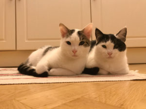 New cats on the block: Noga en Oreo